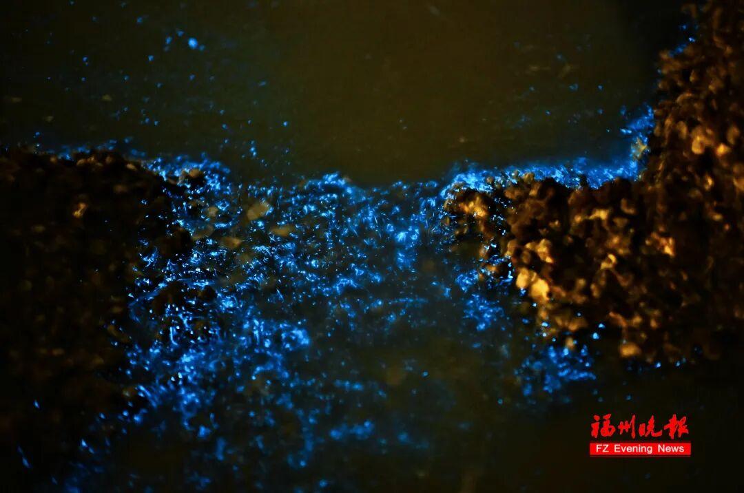 超梦幻！福州蓝眼泪爆发，今晚还有！