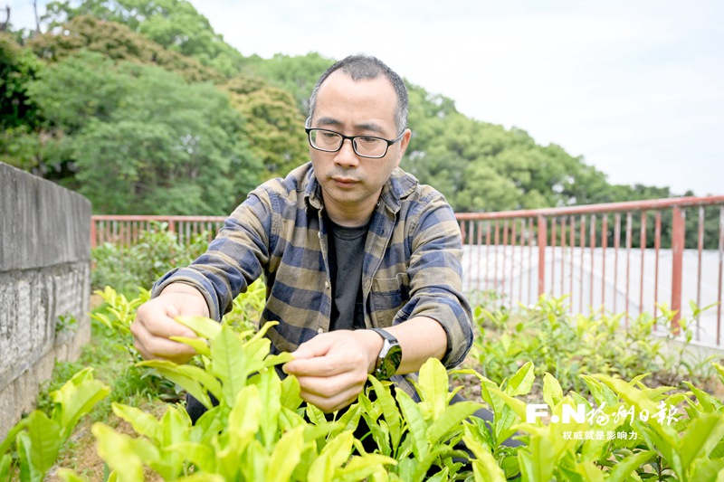 陈志辉：匠心选育撑起茶农致富梦