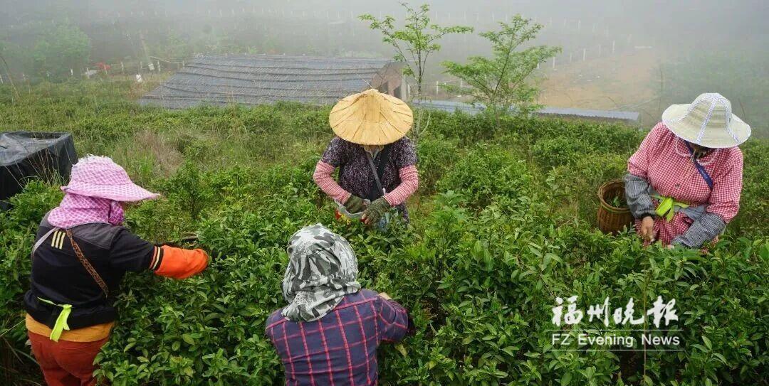 闽清春茶采摘忙