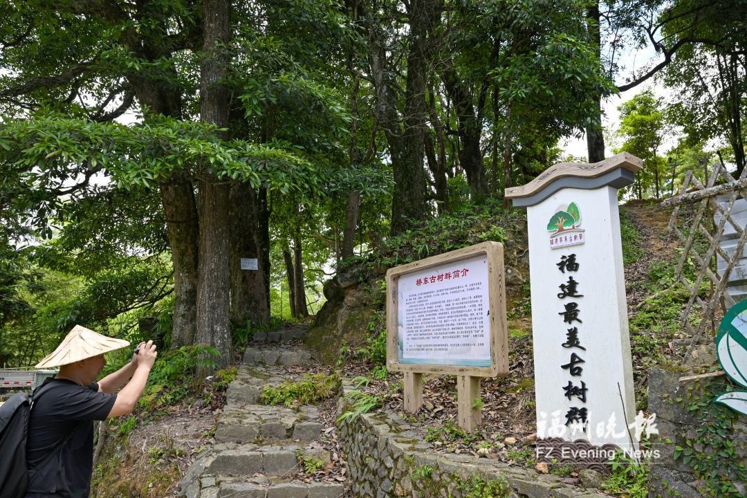 福州多部门采纳代表建议建档呵护古树群 让“绿色瑰宝”枝繁叶茂
