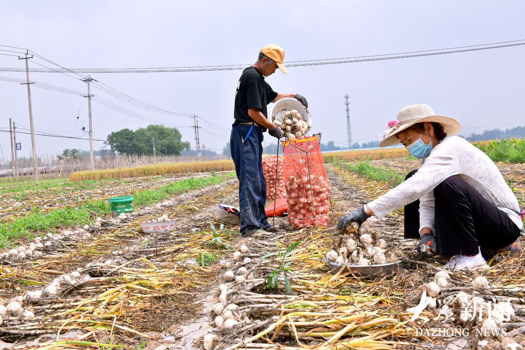 一头大蒜背后，中国外贸的“辣味”自信