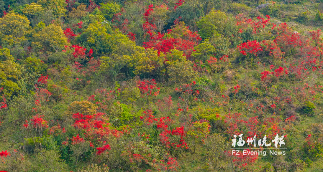 来福清大姆山 看漫山杜鹃花