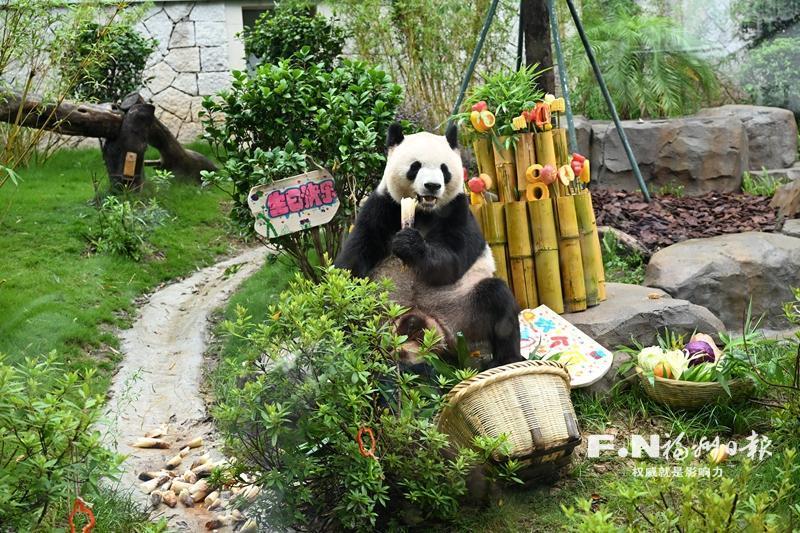 大熊猫艾伦，生日快乐！福州熊猫世界举办暖心生日派对