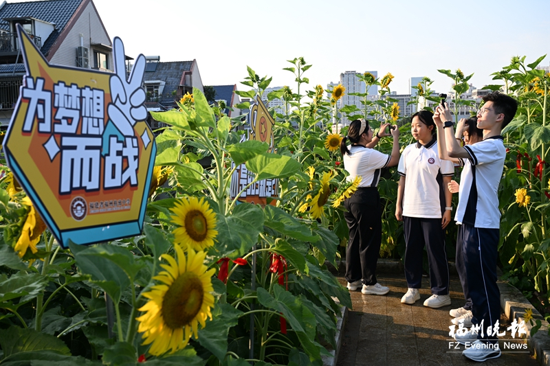 福州：葵花向阳开 少年赴未来