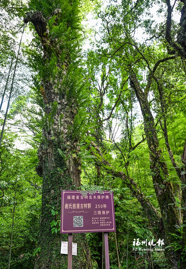 闽清桥东村：以文润村 以产兴村