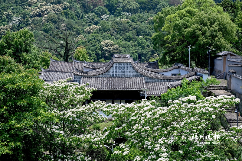 闽清桥东村：以文润村 以产兴村