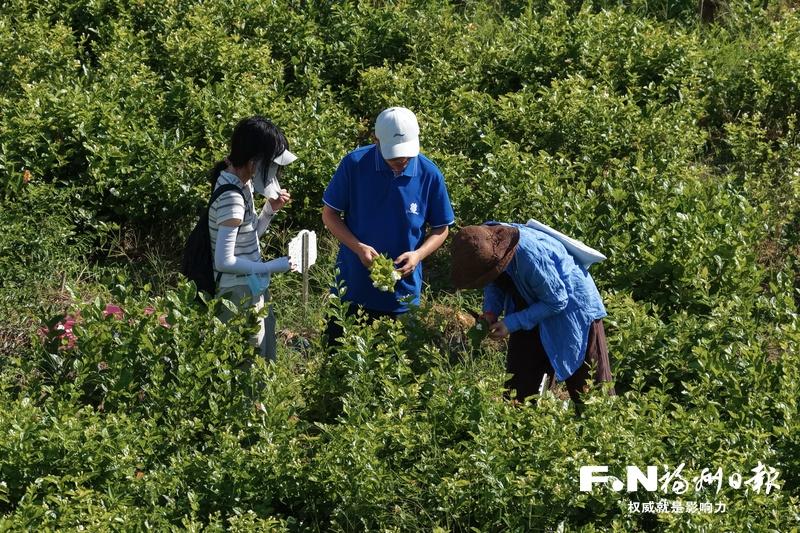 福州扩繁茉莉新品种 未来将移栽至市区公园绿地