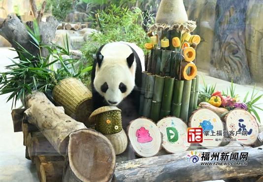 福州熊猫世界“熊姐弟”首度在榕庆生