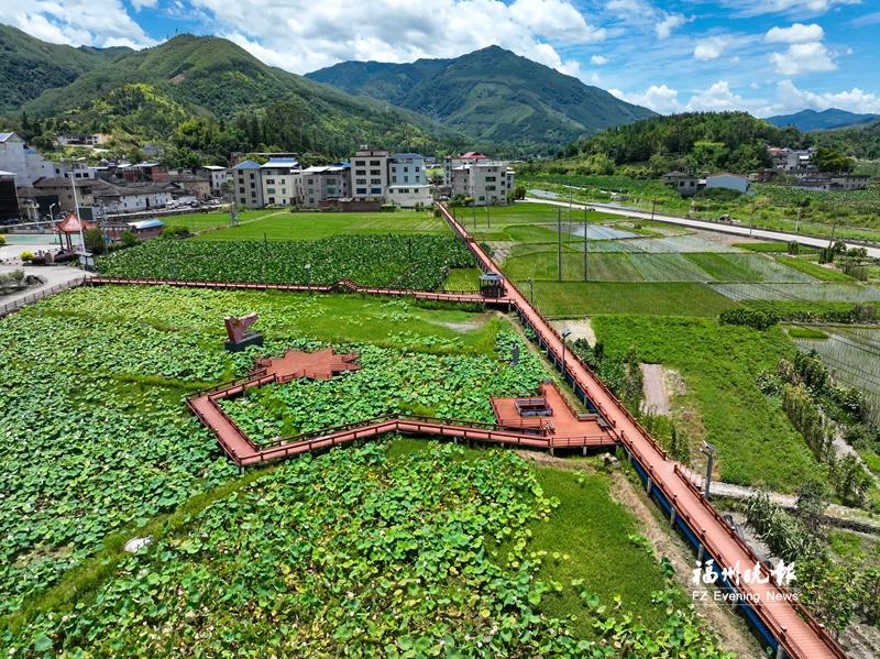 闽清莲宅村：红韵润沃土 “五莲”聚民心
