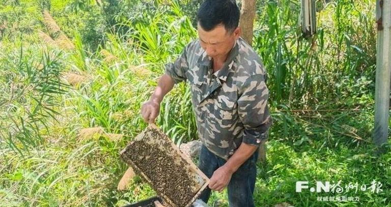 闽清深山养蜂人：追花逐蜜 四季忙碌