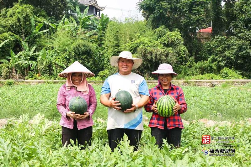 福州“西瓜之乡”丹阳夏瓜上市季