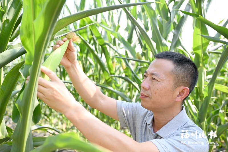 李刚：十年育出“福建芯”好种子