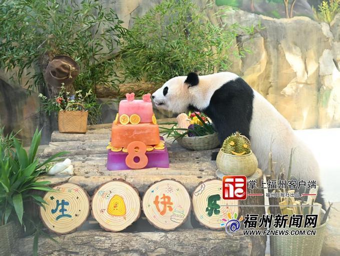 福州熊猫世界“熊姐弟”首度在榕庆生