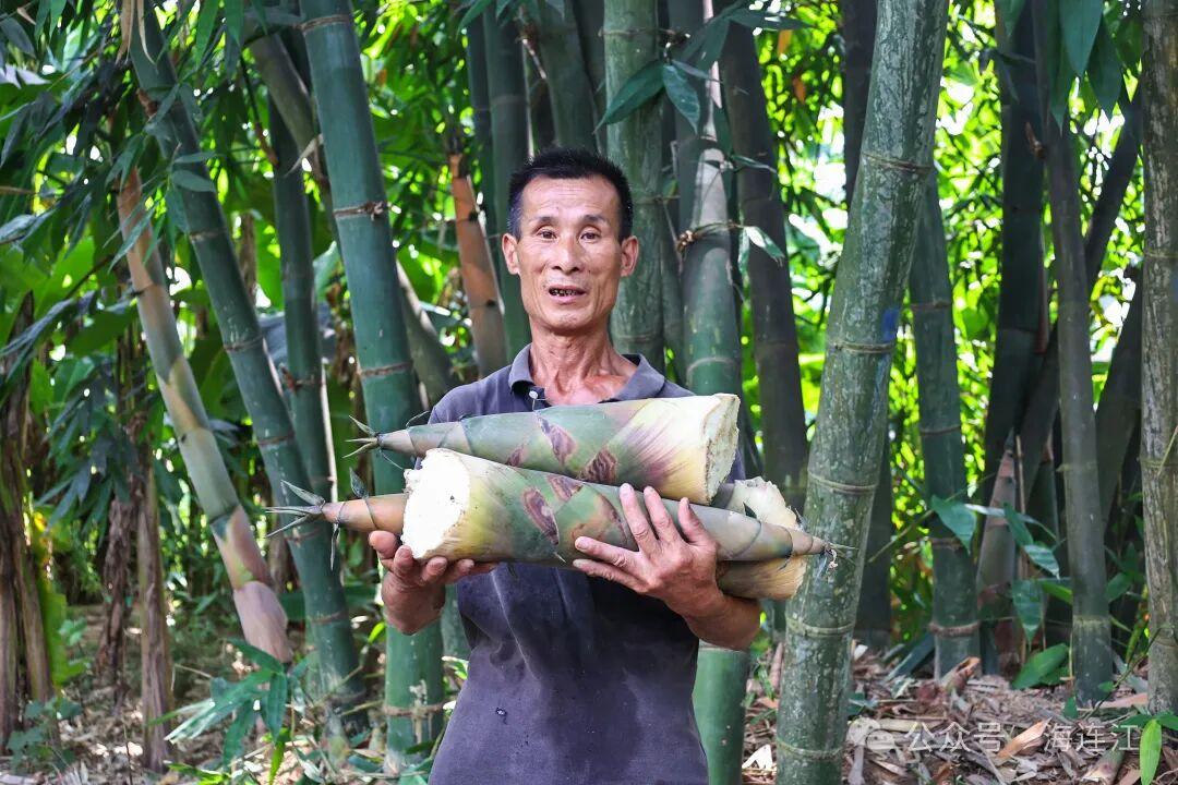 又鲜又甜！福州人爱的这口“山野美味”，正大量上市！