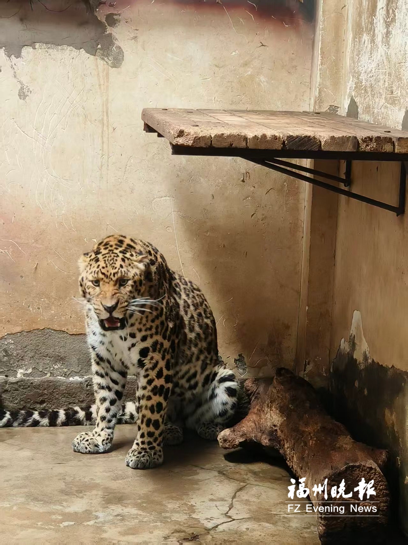 豹子猛扑玻璃游客兴奋合影 福州动物园“丧彪”火了
