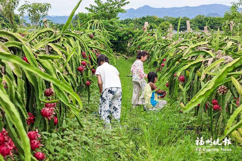连江蜜红红心火龙果上市