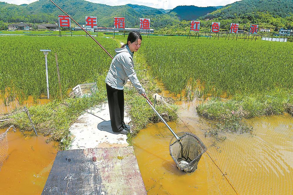罗源县西兰乡稻渔综合种养入选全国典型案例：稻在水中长 鱼在田里游