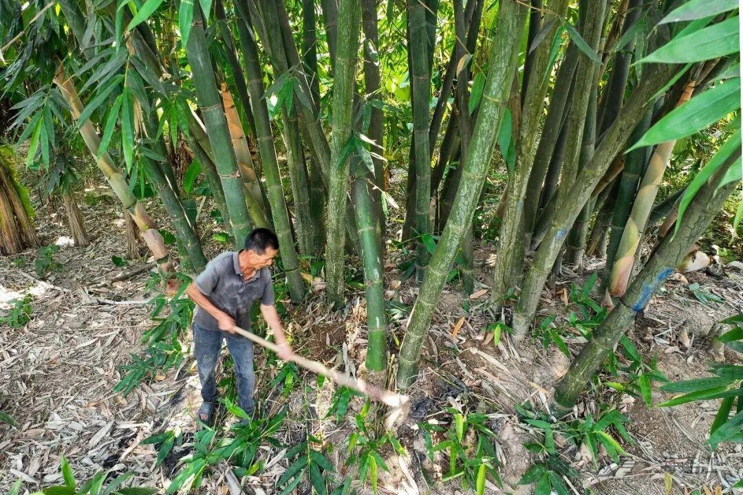 又鲜又甜！福州人爱的这口“山野美味”，正大量上市！