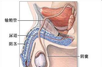 怎么做能够治疗阳痿早泄