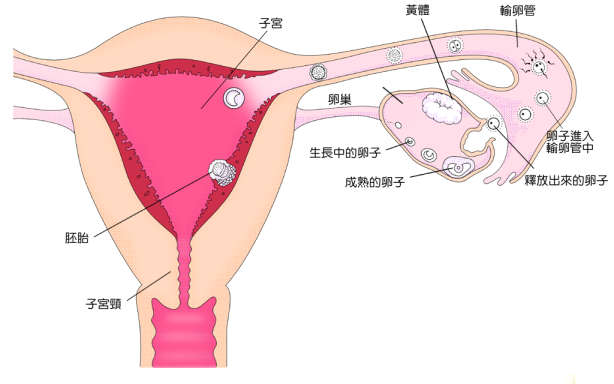 黄体功能不够有什么表现