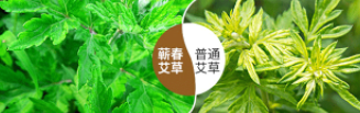 艾草和艾叶的区别