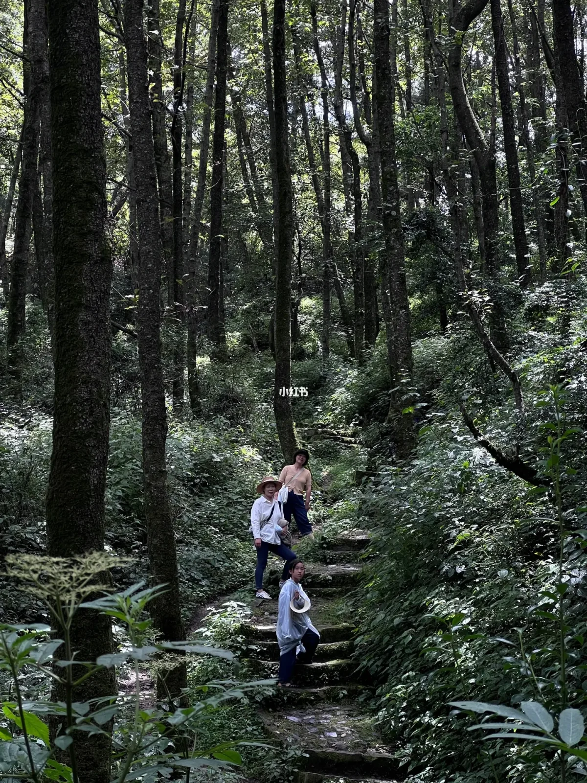 苍山感通索道旅游多少钱_苍山索道多少钱一位_苍山索道票