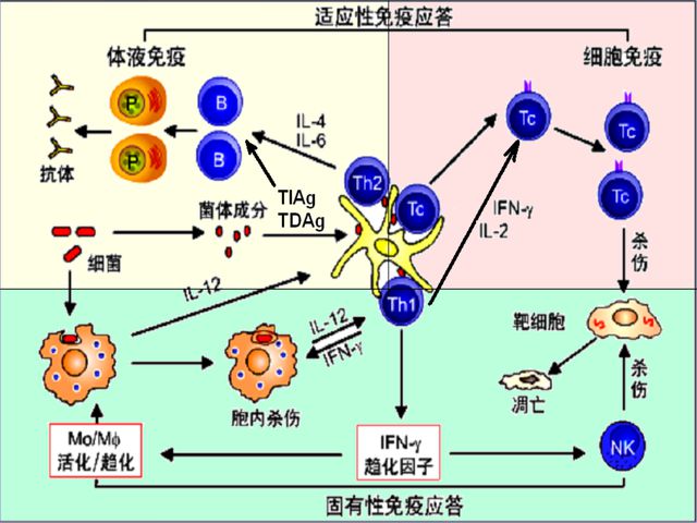 罗克恩病能治好吗_罗克罗恩病_克罗恩病克罗恩肠炎治疗