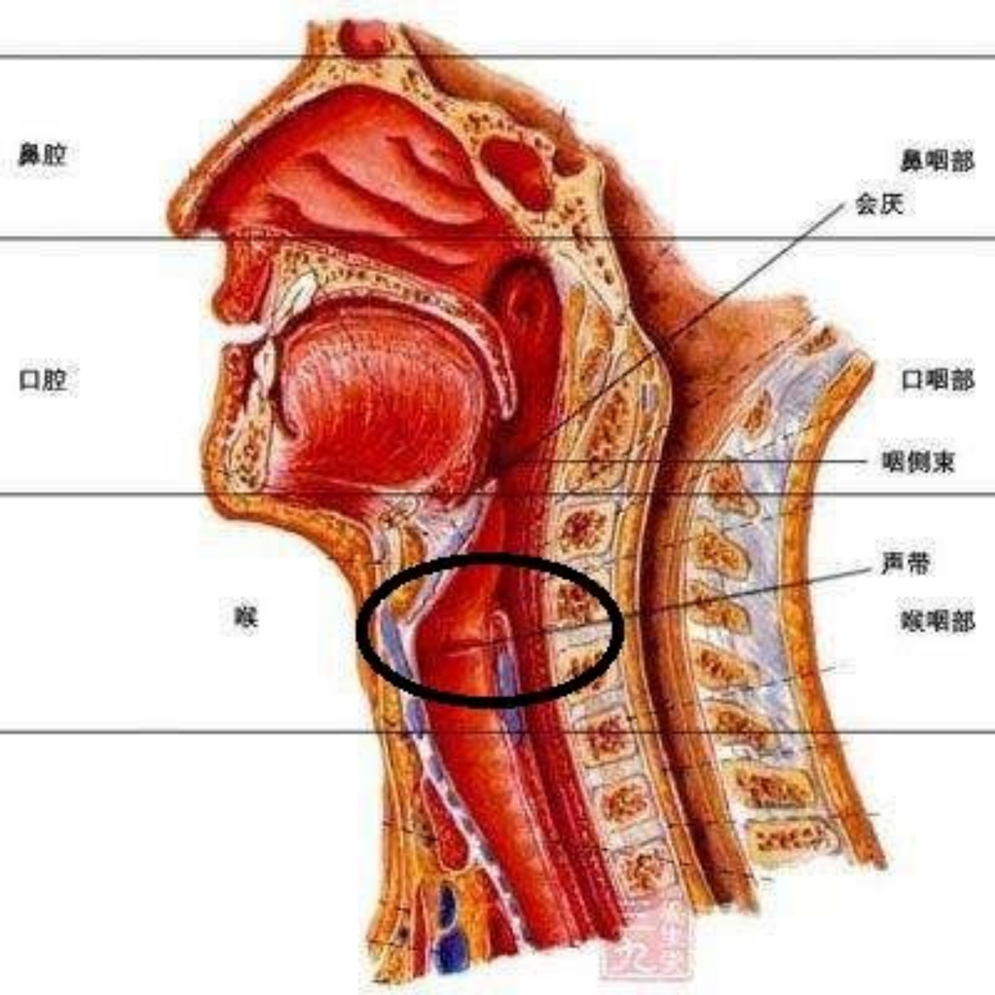 电控系统原理图_原理电控系统有哪些_电控系统原理