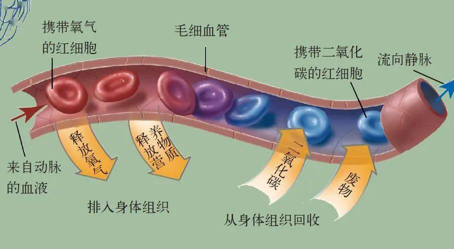 血液症状疾病都有哪些_血液疾病症状_血液疾病症状