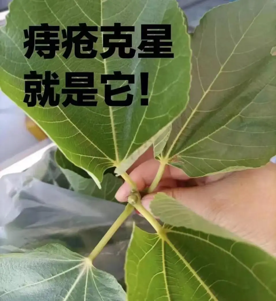 肛门药吃失禁有影响吗_肛门药吃失禁有效果吗_肛门失禁有药吃吗