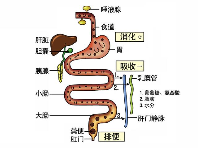 酵素与消化