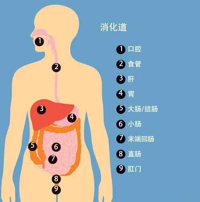 罗克恩病早期症状_罗克恩病严重吗_克罗恩病最常见的症状