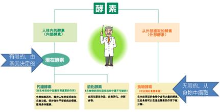 什么是酵素