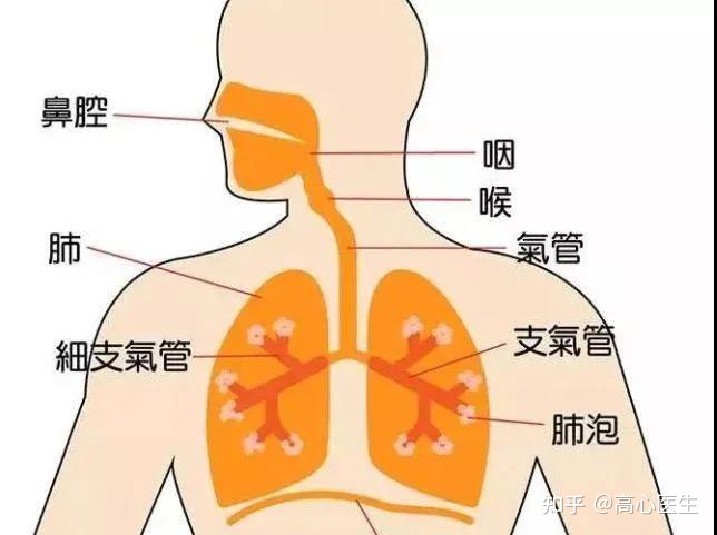 肺炎咳嗽有白痰怎么回事_肺炎咳痰白色_肺炎咳嗽白痰