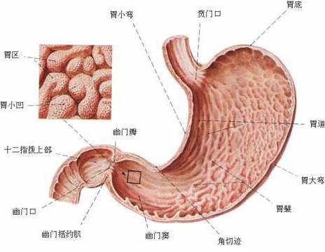 胃痛吃什么