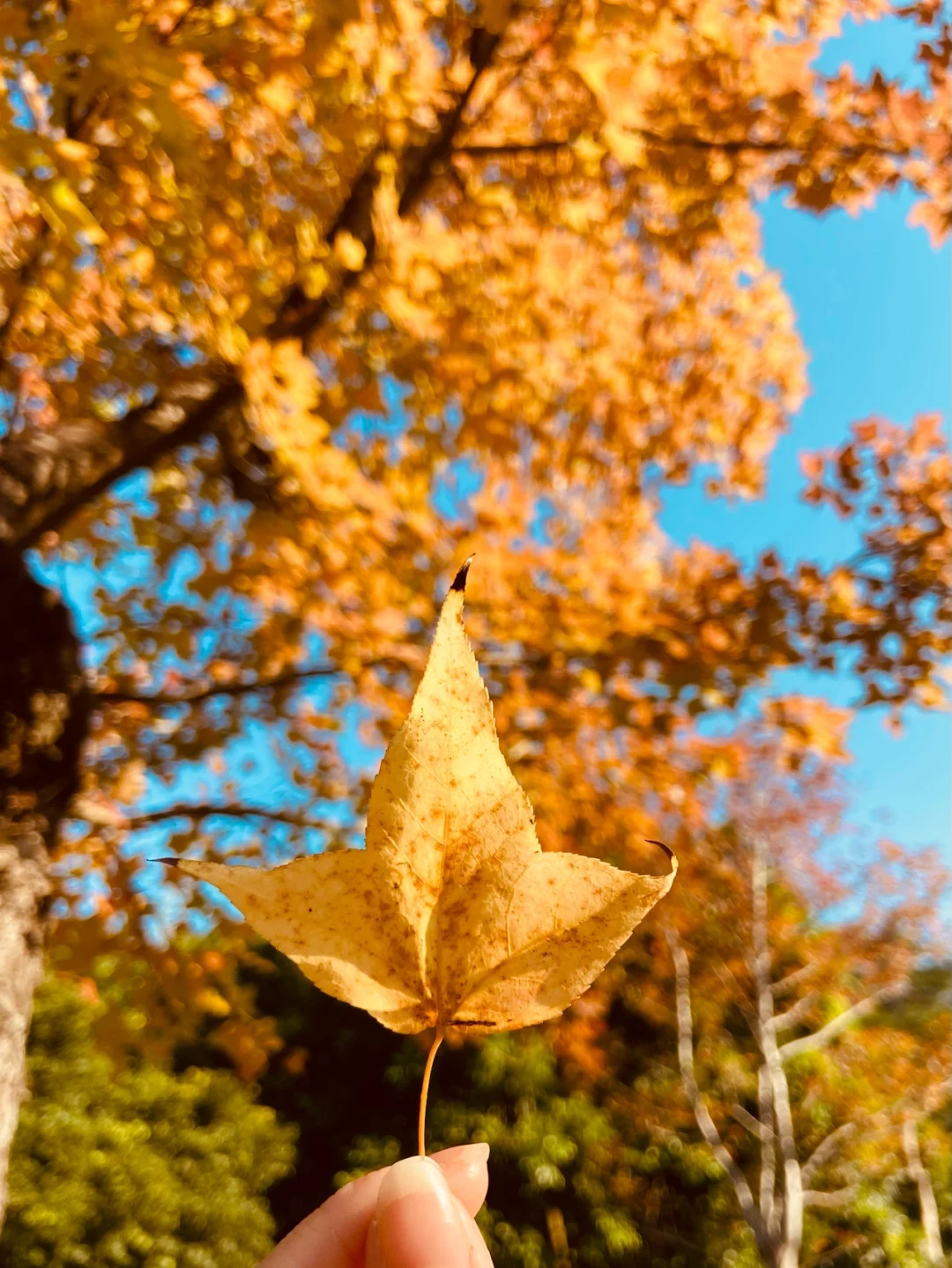 佛山朝阳医院挂号预约挂号平台_佛山朝阳门诊电话_佛山朝阳医院电话咨询电话