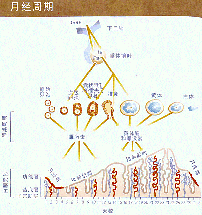 排卵期