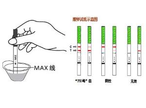 排卵试纸