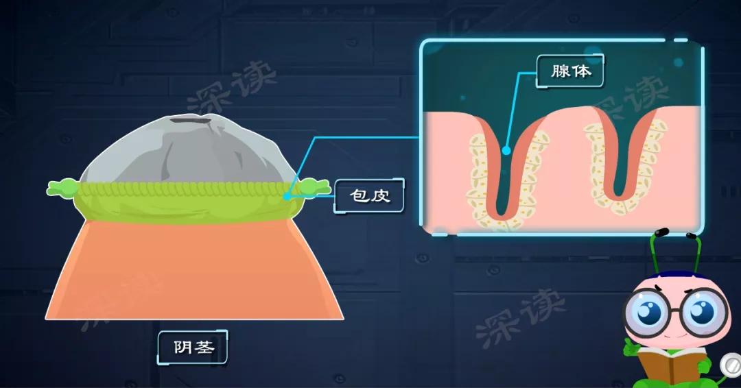 为什么龟头炎久治不愈_为什么龟头炎久治不愈_为什么龟头炎久治不愈