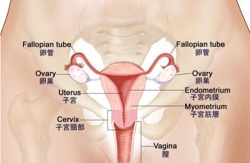 慢性盆腔炎