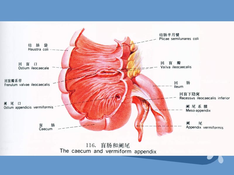 小儿急性阑尾炎术后护理_小儿急性阑尾炎护理措施_小儿急性阑尾炎术后护理