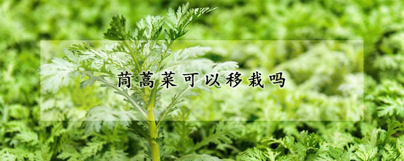 茼蒿菜可以移栽吗