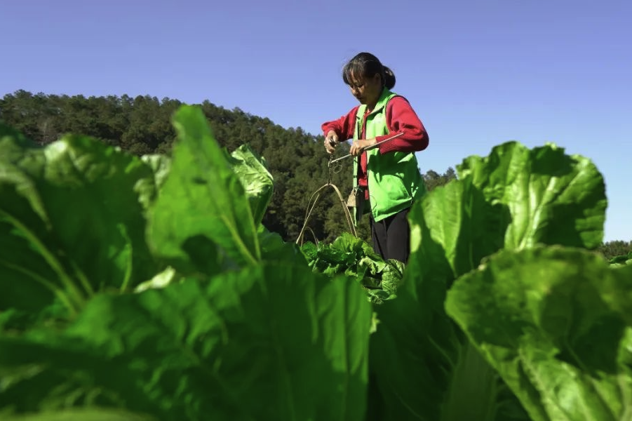 芥菜种植可以铺设遮阳网吗，有哪些好处?