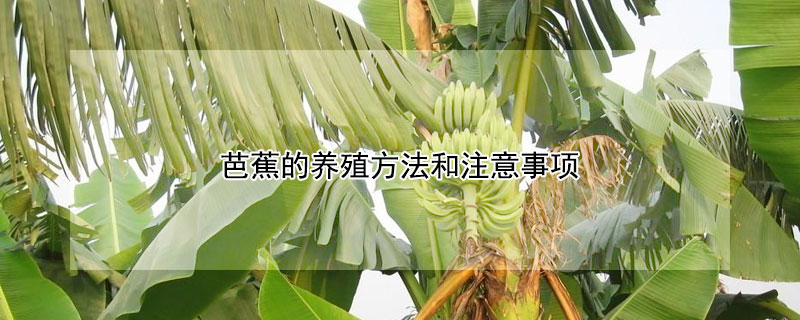 芭蕉的养殖方法和注意事项