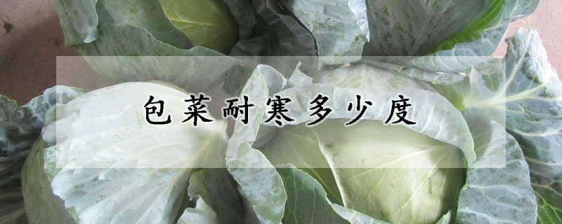 包菜耐寒多少度