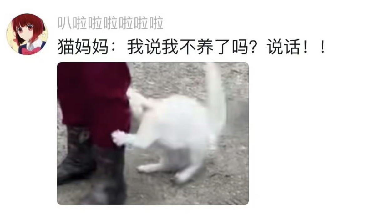 小猫：是你生的吗你就送？网友纷纷议论