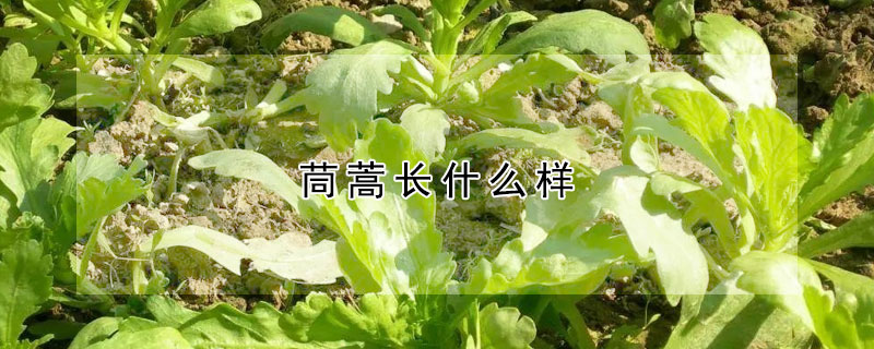 茼蒿长什么样