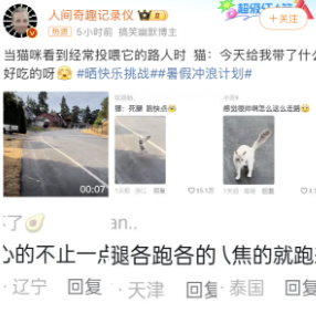 当猫咪看到经常投喂它的路人时，网友：像个二哈一样的奔过来