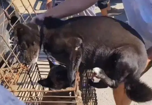 在家吃香喝辣的看家犬，最终还是因为扑人吃羊，被送上狗肉车