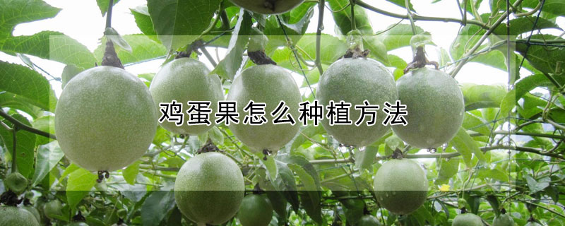 鸡蛋果怎么种植方法